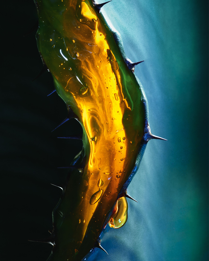 Aceite de cactus