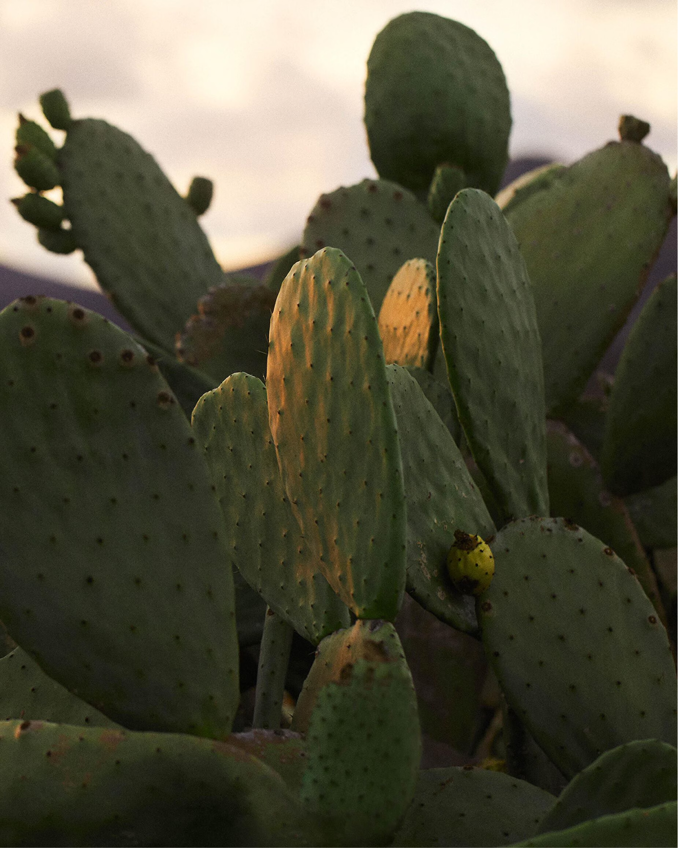 El jardín de cactus Dior